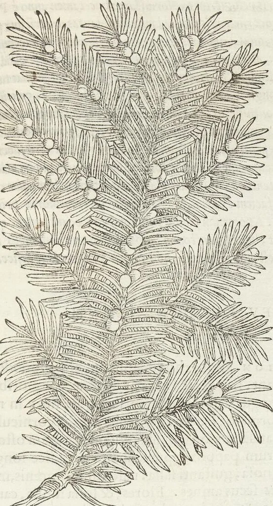 An illustration from Petri Andreae Matthioli Medici Senensis Commentarii, In Libros Sex Pedacii Dioscoridis Anazarbei, De Medica Materia: Adiectis quàm plurimis plantarum & animalium imaginibus, eodem authore, 1554, leaf 537