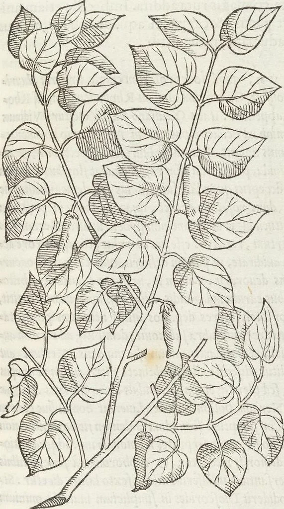 An illustration from Petri Andreae Matthioli Medici Senensis Commentarii, In Libros Sex Pedacii Dioscoridis Anazarbei, De Medica Materia: Adiectis quàm plurimis plantarum & animalium imaginibus, eodem authore, 1554, leaf 537