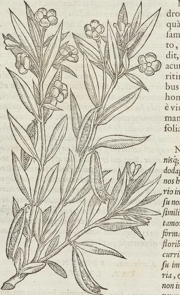 An illustration from Petri Andreae Matthioli Medici Senensis Commentarii, In Libros Sex Pedacii Dioscoridis Anazarbei, De Medica Materia: Adiectis quàm plurimis plantarum & animalium imaginibus, eodem authore, 1554, leaf 538