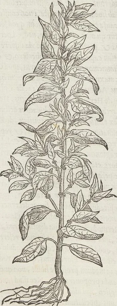 An illustration from Petri Andreae Matthioli Medici Senensis Commentarii, In Libros Sex Pedacii Dioscoridis Anazarbei, De Medica Materia: Adiectis quàm plurimis plantarum & animalium imaginibus, eodem authore, 1554, leaf 542