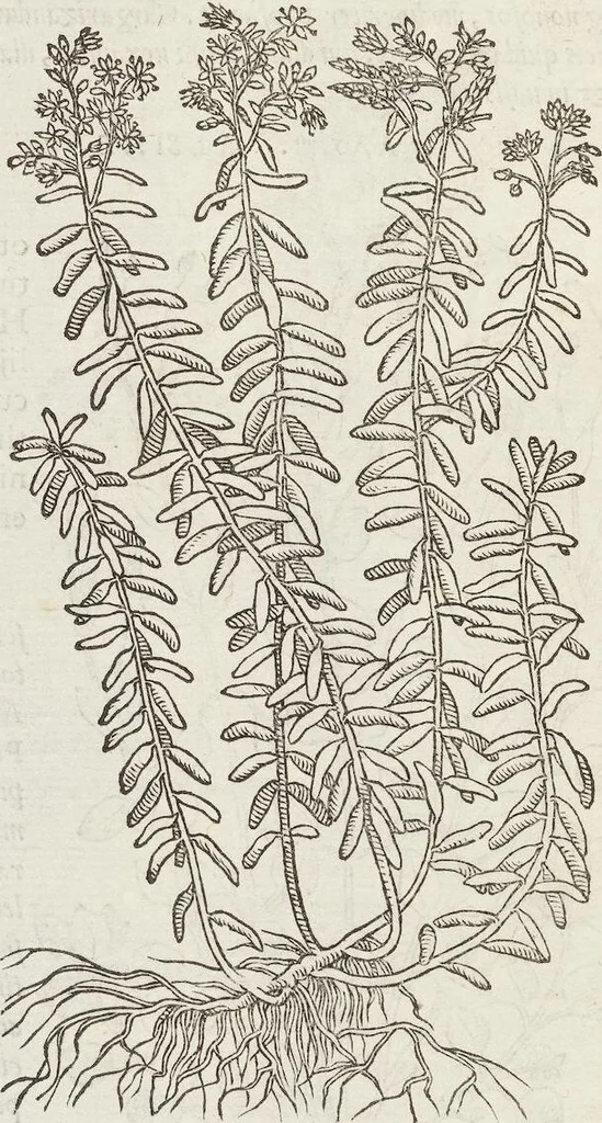 An illustration from Petri Andreae Matthioli Medici Senensis Commentarii, In Libros Sex Pedacii Dioscoridis Anazarbei, De Medica Materia: Adiectis quàm plurimis plantarum & animalium imaginibus, eodem authore, 1554, leaf 544