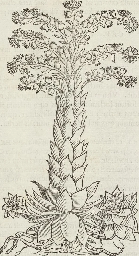 An illustration from Petri Andreae Matthioli Medici Senensis Commentarii, In Libros Sex Pedacii Dioscoridis Anazarbei, De Medica Materia: Adiectis quàm plurimis plantarum & animalium imaginibus, eodem authore, 1554, leaf 544