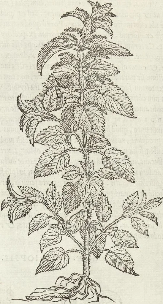 An illustration from Petri Andreae Matthioli Medici Senensis Commentarii, In Libros Sex Pedacii Dioscoridis Anazarbei, De Medica Materia: Adiectis quàm plurimis plantarum & animalium imaginibus, eodem authore, 1554, leaf 547