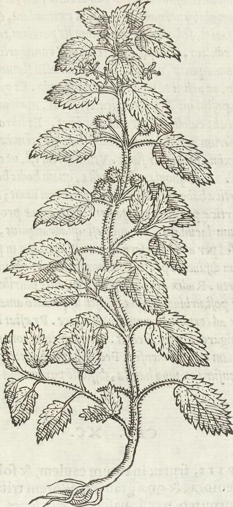 An illustration from Petri Andreae Matthioli Medici Senensis Commentarii, In Libros Sex Pedacii Dioscoridis Anazarbei, De Medica Materia: Adiectis quàm plurimis plantarum & animalium imaginibus, eodem authore, 1554, leaf 547