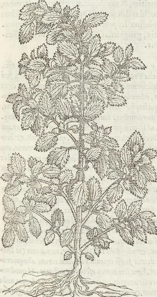 An illustration from Petri Andreae Matthioli Medici Senensis Commentarii, In Libros Sex Pedacii Dioscoridis Anazarbei, De Medica Materia: Adiectis quàm plurimis plantarum & animalium imaginibus, eodem authore, 1554, leaf 547