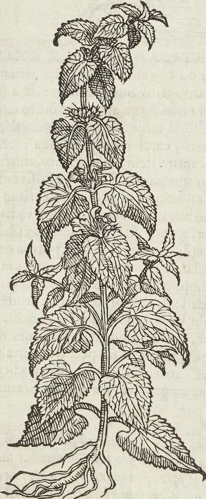 An illustration from Petri Andreae Matthioli Medici Senensis Commentarii, In Libros Sex Pedacii Dioscoridis Anazarbei, De Medica Materia: Adiectis quàm plurimis plantarum & animalium imaginibus, eodem authore, 1554, leaf 548