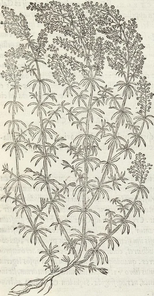 An illustration from Petri Andreae Matthioli Medici Senensis Commentarii, In Libros Sex Pedacii Dioscoridis Anazarbei, De Medica Materia: Adiectis quàm plurimis plantarum & animalium imaginibus, eodem authore, 1554, leaf 549