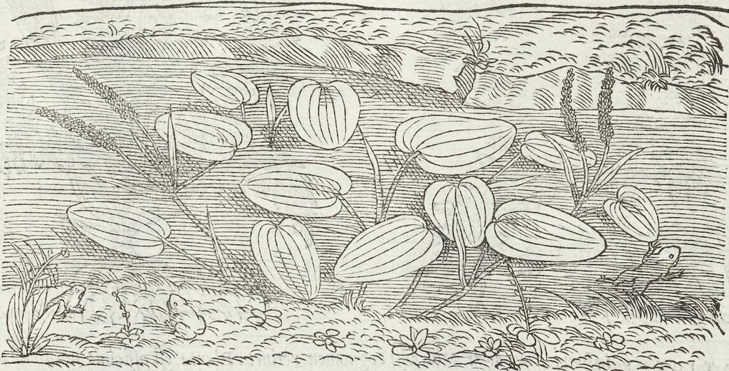An illustration from Petri Andreae Matthioli Medici Senensis Commentarii, In Libros Sex Pedacii Dioscoridis Anazarbei, De Medica Materia: Adiectis quàm plurimis plantarum & animalium imaginibus, eodem authore, 1554, leaf 551