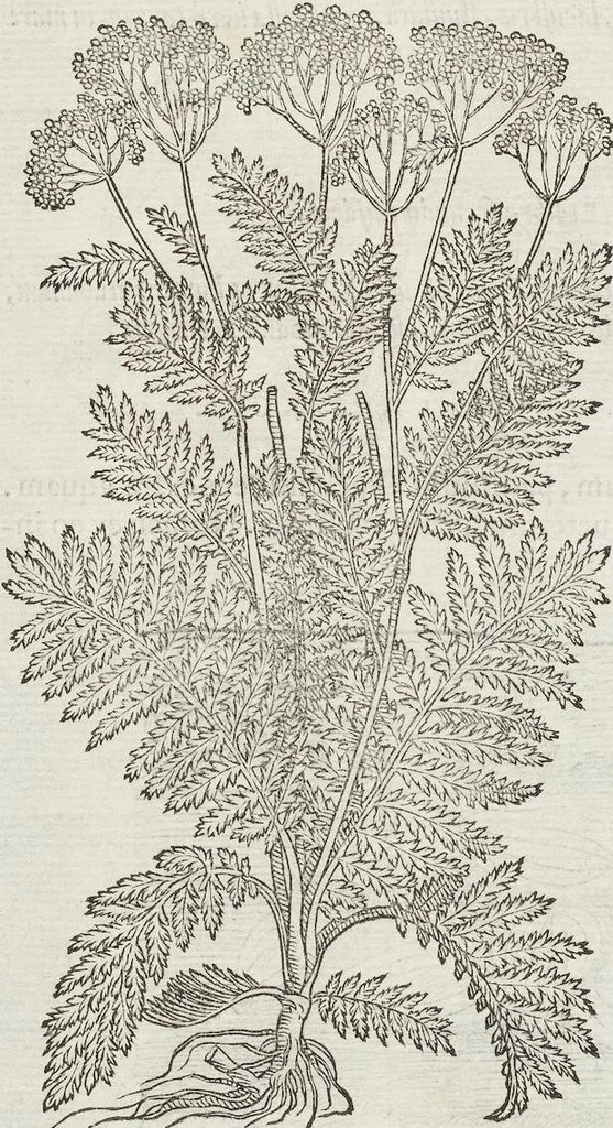An illustration from Petri Andreae Matthioli Medici Senensis Commentarii, In Libros Sex Pedacii Dioscoridis Anazarbei, De Medica Materia: Adiectis quàm plurimis plantarum & animalium imaginibus, eodem authore, 1554, leaf 552
