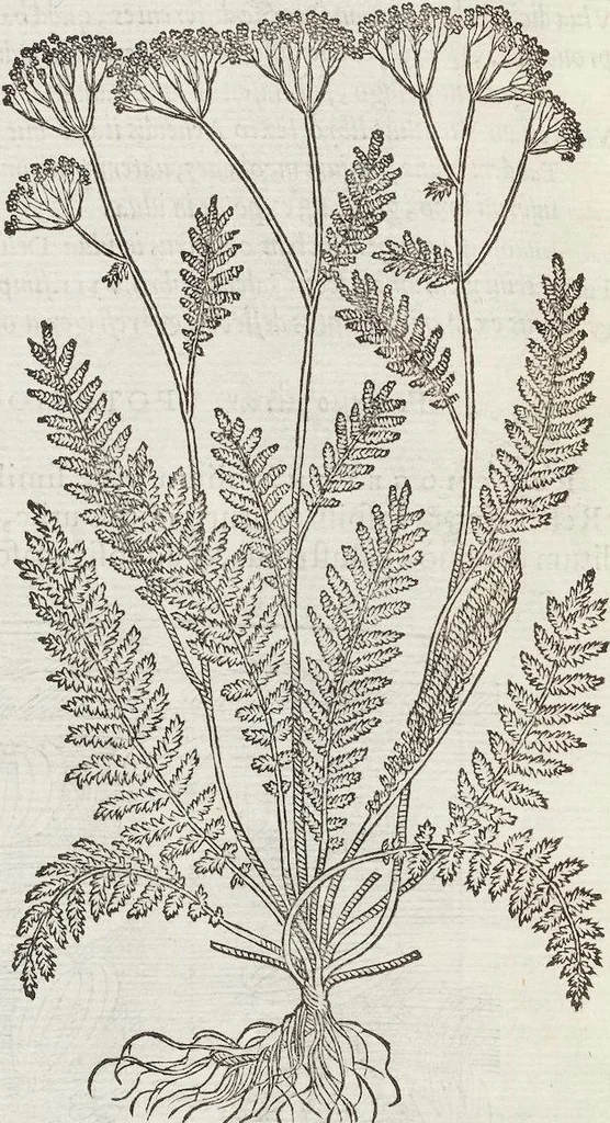 An illustration from Petri Andreae Matthioli Medici Senensis Commentarii, In Libros Sex Pedacii Dioscoridis Anazarbei, De Medica Materia: Adiectis quàm plurimis plantarum & animalium imaginibus, eodem authore, 1554, leaf 552