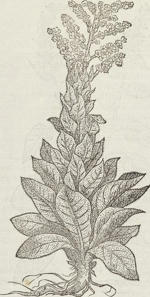 An illustration from Petri Andreae Matthioli Medici Senensis Commentarii, In Libros Sex Pedacii Dioscoridis Anazarbei, De Medica Materia: Adiectis quàm plurimis plantarum & animalium imaginibus, eodem authore, 1554, leaf 554