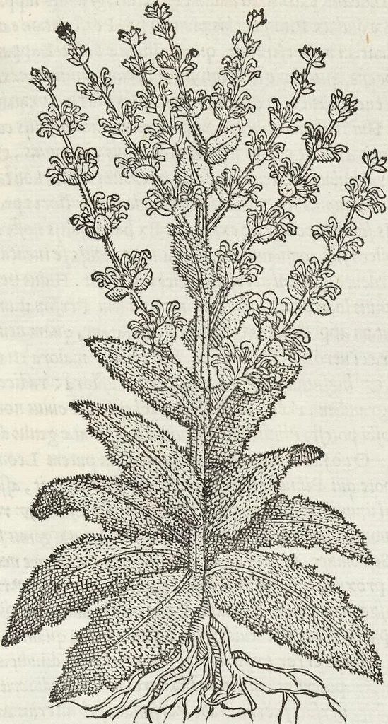An illustration from Petri Andreae Matthioli Medici Senensis Commentarii, In Libros Sex Pedacii Dioscoridis Anazarbei, De Medica Materia: Adiectis quàm plurimis plantarum & animalium imaginibus, eodem authore, 1554, leaf 555