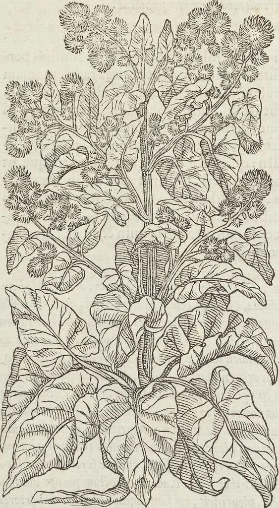 An illustration from Petri Andreae Matthioli Medici Senensis Commentarii, In Libros Sex Pedacii Dioscoridis Anazarbei, De Medica Materia: Adiectis quàm plurimis plantarum & animalium imaginibus, eodem authore, 1554, leaf 556