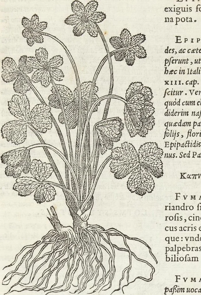 An illustration from Petri Andreae Matthioli Medici Senensis Commentarii, In Libros Sex Pedacii Dioscoridis Anazarbei, De Medica Materia: Adiectis quàm plurimis plantarum & animalium imaginibus, eodem authore, 1554, leaf 557