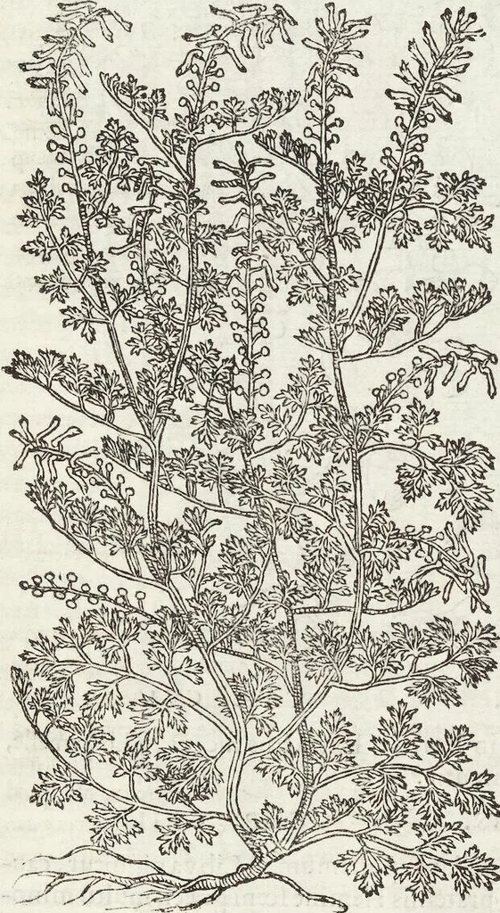 An illustration from Petri Andreae Matthioli Medici Senensis Commentarii, In Libros Sex Pedacii Dioscoridis Anazarbei, De Medica Materia: Adiectis quàm plurimis plantarum & animalium imaginibus, eodem authore, 1554, leaf 557