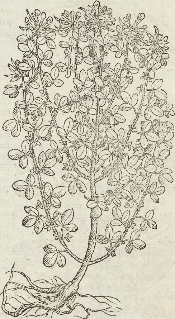 An illustration from Petri Andreae Matthioli Medici Senensis Commentarii, In Libros Sex Pedacii Dioscoridis Anazarbei, De Medica Materia: Adiectis quàm plurimis plantarum & animalium imaginibus, eodem authore, 1554, leaf 558