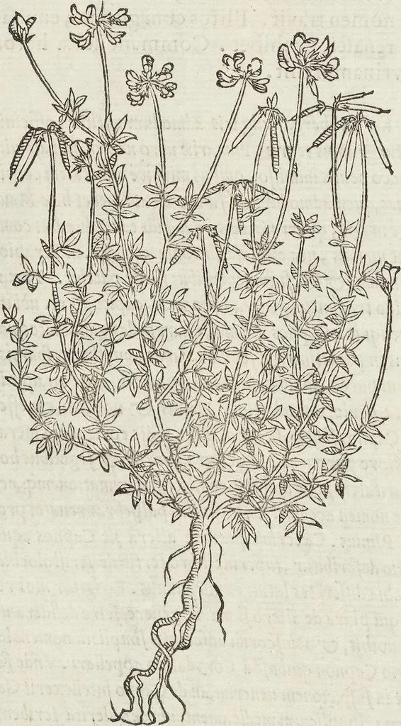 An illustration from Petri Andreae Matthioli Medici Senensis Commentarii, In Libros Sex Pedacii Dioscoridis Anazarbei, De Medica Materia: Adiectis quàm plurimis plantarum & animalium imaginibus, eodem authore, 1554, leaf 558