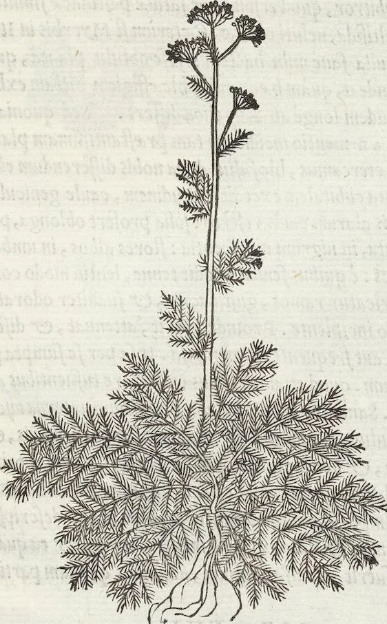 An illustration from Petri Andreae Matthioli Medici Senensis Commentarii, In Libros Sex Pedacii Dioscoridis Anazarbei, De Medica Materia: Adiectis quàm plurimis plantarum & animalium imaginibus, eodem authore, 1554, leaf 561