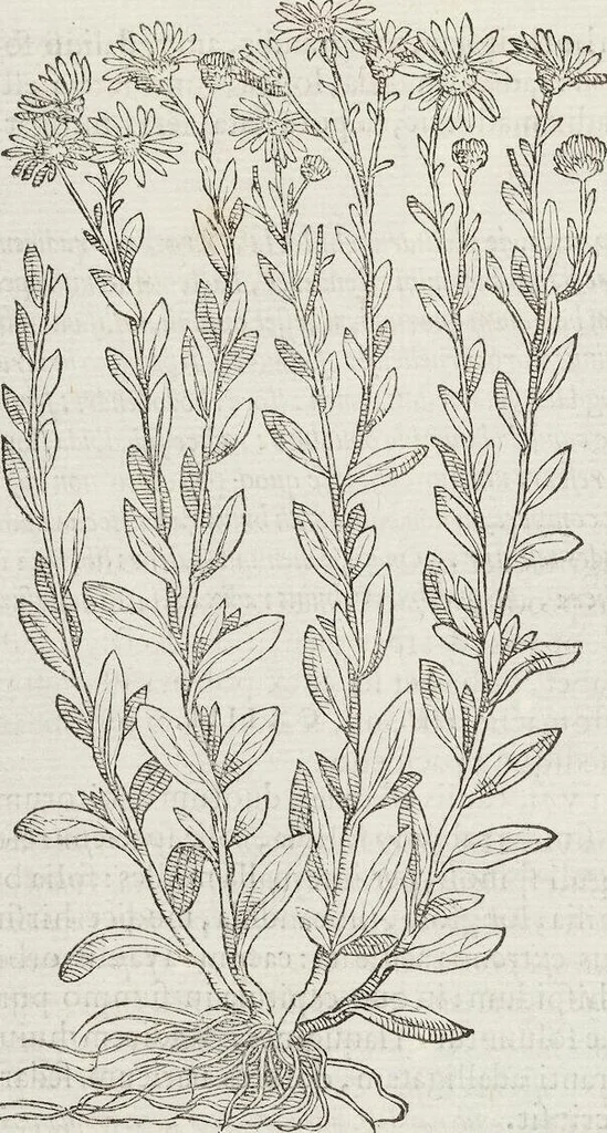 An illustration from Petri Andreae Matthioli Medici Senensis Commentarii, In Libros Sex Pedacii Dioscoridis Anazarbei, De Medica Materia: Adiectis quàm plurimis plantarum & animalium imaginibus, eodem authore, 1554, leaf 564