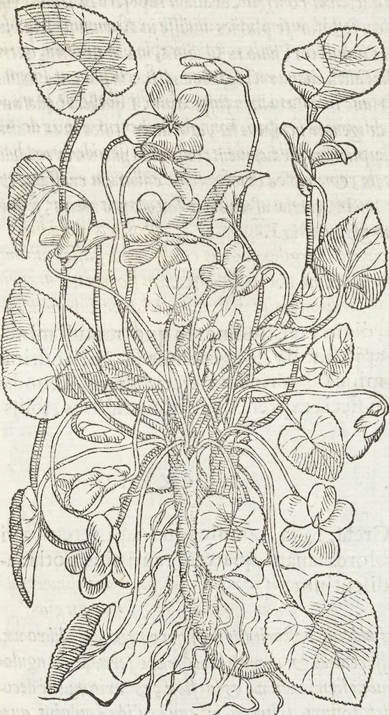 An illustration from Petri Andreae Matthioli Medici Senensis Commentarii, In Libros Sex Pedacii Dioscoridis Anazarbei, De Medica Materia: Adiectis quàm plurimis plantarum & animalium imaginibus, eodem authore, 1554, leaf 565