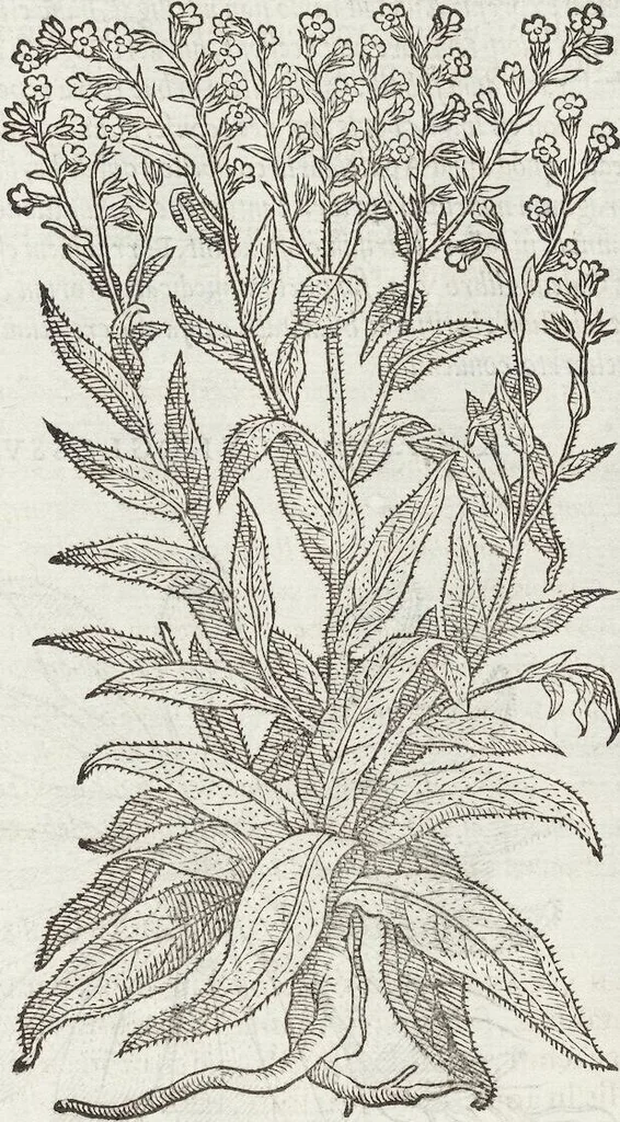 An illustration from Petri Andreae Matthioli Medici Senensis Commentarii, In Libros Sex Pedacii Dioscoridis Anazarbei, De Medica Materia: Adiectis quàm plurimis plantarum & animalium imaginibus, eodem authore, 1554, leaf 567