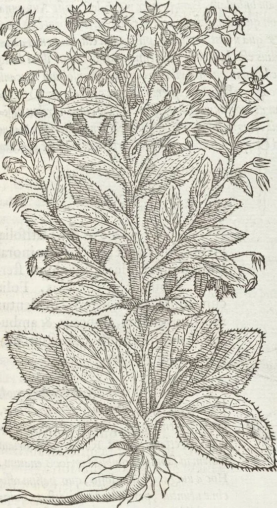 An illustration from Petri Andreae Matthioli Medici Senensis Commentarii, In Libros Sex Pedacii Dioscoridis Anazarbei, De Medica Materia: Adiectis quàm plurimis plantarum & animalium imaginibus, eodem authore, 1554, leaf 567