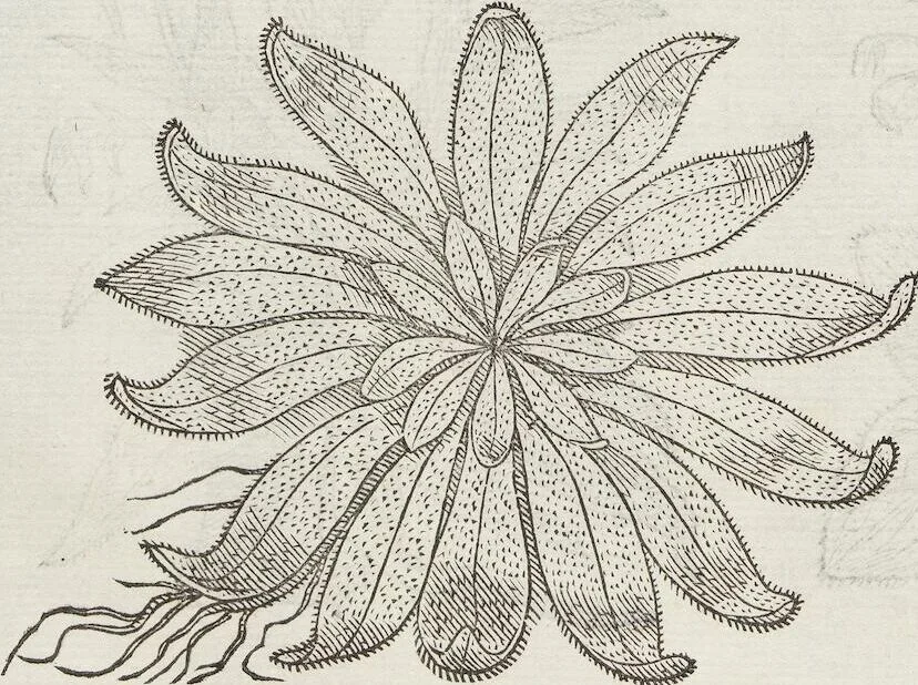 An illustration from Petri Andreae Matthioli Medici Senensis Commentarii, In Libros Sex Pedacii Dioscoridis Anazarbei, De Medica Materia: Adiectis quàm plurimis plantarum & animalium imaginibus, eodem authore, 1554, leaf 568