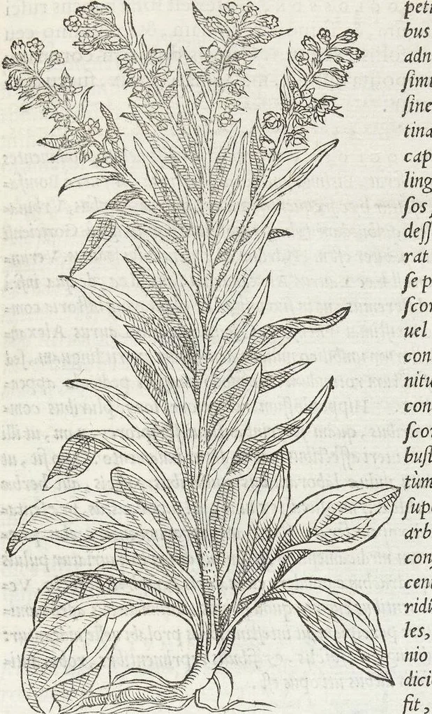 An illustration from Petri Andreae Matthioli Medici Senensis Commentarii, In Libros Sex Pedacii Dioscoridis Anazarbei, De Medica Materia: Adiectis quàm plurimis plantarum & animalium imaginibus, eodem authore, 1554, leaf 569