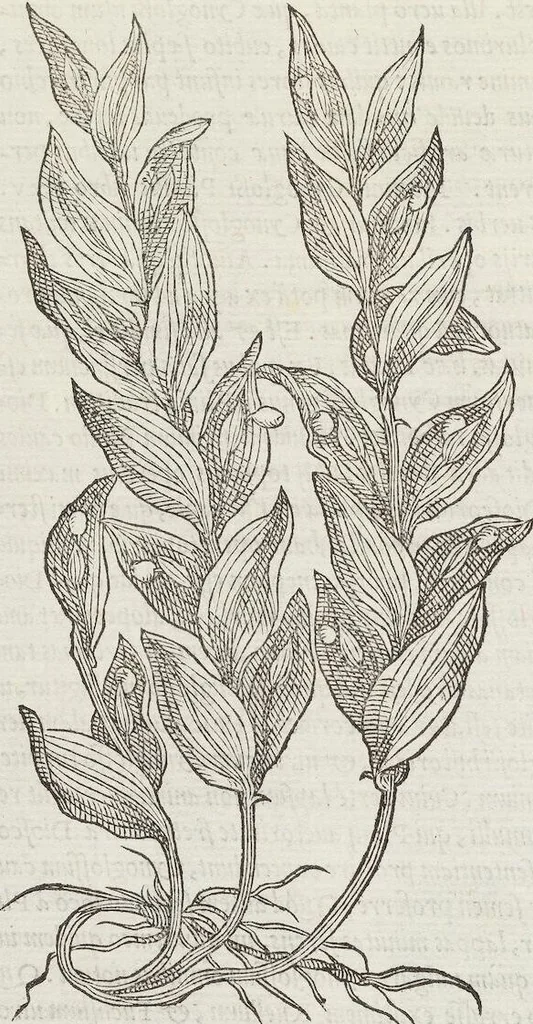 An illustration from Petri Andreae Matthioli Medici Senensis Commentarii, In Libros Sex Pedacii Dioscoridis Anazarbei, De Medica Materia: Adiectis quàm plurimis plantarum & animalium imaginibus, eodem authore, 1554, leaf 570