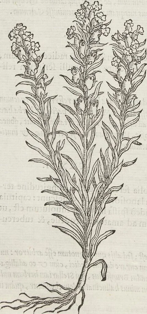 An illustration from Petri Andreae Matthioli Medici Senensis Commentarii, In Libros Sex Pedacii Dioscoridis Anazarbei, De Medica Materia: Adiectis quàm plurimis plantarum & animalium imaginibus, eodem authore, 1554, leaf 570