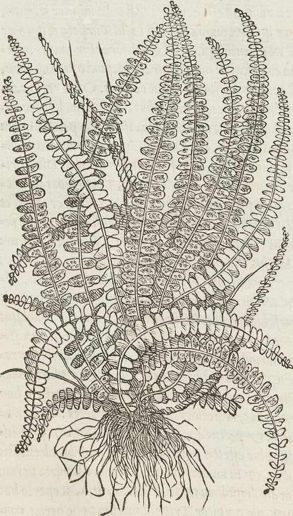 An illustration from Petri Andreae Matthioli Medici Senensis Commentarii, In Libros Sex Pedacii Dioscoridis Anazarbei, De Medica Materia: Adiectis quàm plurimis plantarum & animalium imaginibus, eodem authore, 1554, leaf 572