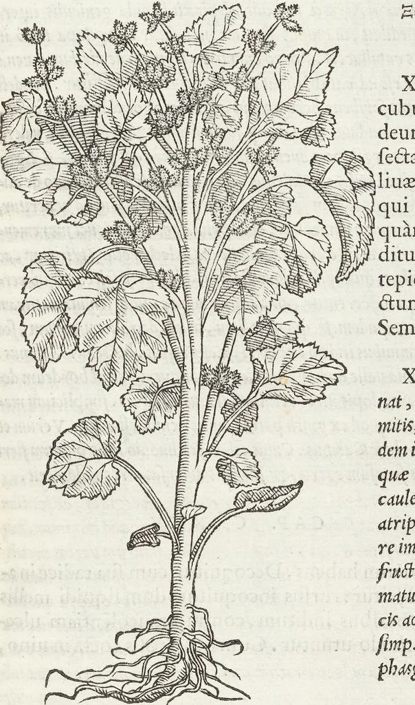 An illustration from Petri Andreae Matthioli Medici Senensis Commentarii, In Libros Sex Pedacii Dioscoridis Anazarbei, De Medica Materia: Adiectis quàm plurimis plantarum & animalium imaginibus, eodem authore, 1554, leaf 573