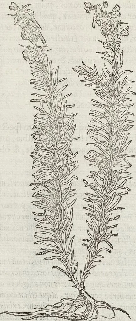 An illustration from Petri Andreae Matthioli Medici Senensis Commentarii, In Libros Sex Pedacii Dioscoridis Anazarbei, De Medica Materia: Adiectis quàm plurimis plantarum & animalium imaginibus, eodem authore, 1554, leaf 576