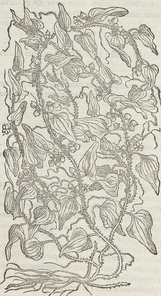 An illustration from Petri Andreae Matthioli Medici Senensis Commentarii, In Libros Sex Pedacii Dioscoridis Anazarbei, De Medica Materia: Adiectis quàm plurimis plantarum & animalium imaginibus, eodem authore, 1554, leaf 576