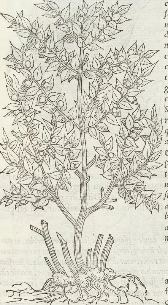 An illustration from Petri Andreae Matthioli Medici Senensis Commentarii, In Libros Sex Pedacii Dioscoridis Anazarbei, De Medica Materia: Adiectis quàm plurimis plantarum & animalium imaginibus, eodem authore, 1554, leaf 577