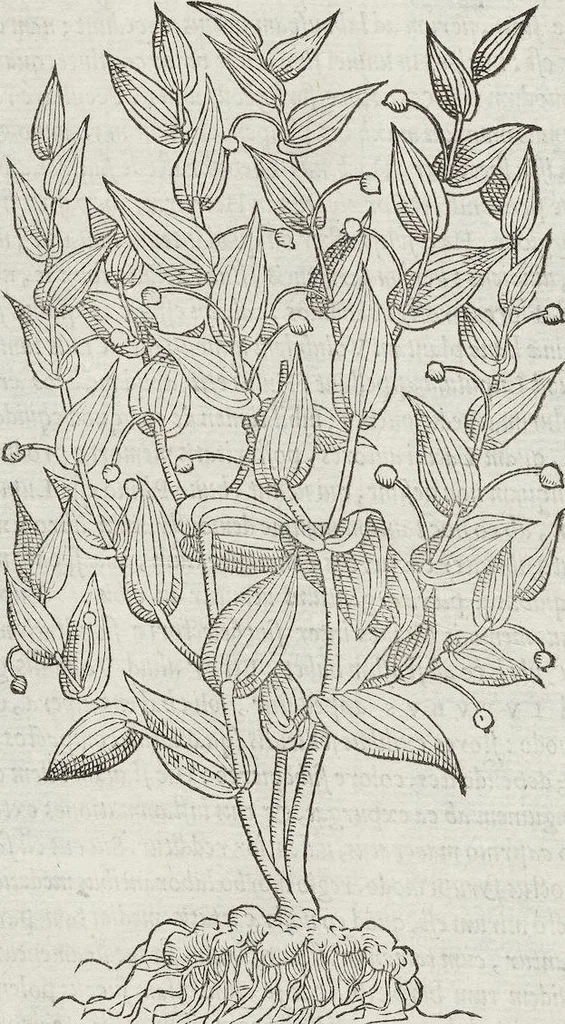 An illustration from Petri Andreae Matthioli Medici Senensis Commentarii, In Libros Sex Pedacii Dioscoridis Anazarbei, De Medica Materia: Adiectis quàm plurimis plantarum & animalium imaginibus, eodem authore, 1554, leaf 578