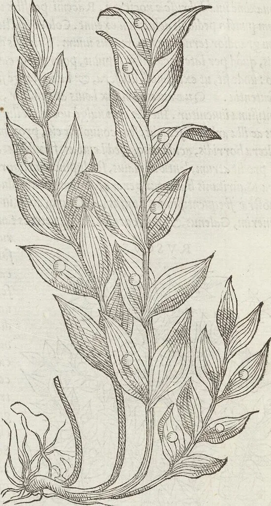An illustration from Petri Andreae Matthioli Medici Senensis Commentarii, In Libros Sex Pedacii Dioscoridis Anazarbei, De Medica Materia: Adiectis quàm plurimis plantarum & animalium imaginibus, eodem authore, 1554, leaf 578