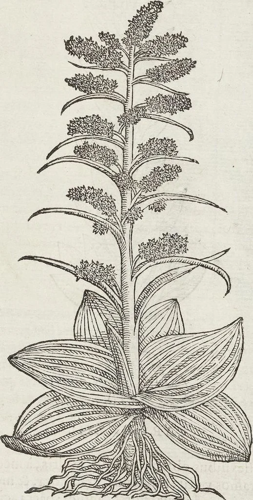 An illustration from Petri Andreae Matthioli Medici Senensis Commentarii, In Libros Sex Pedacii Dioscoridis Anazarbei, De Medica Materia: Adiectis quàm plurimis plantarum & animalium imaginibus, eodem authore, 1554, leaf 580