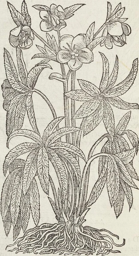 An illustration from Petri Andreae Matthioli Medici Senensis Commentarii, In Libros Sex Pedacii Dioscoridis Anazarbei, De Medica Materia: Adiectis quàm plurimis plantarum & animalium imaginibus, eodem authore, 1554, leaf 580