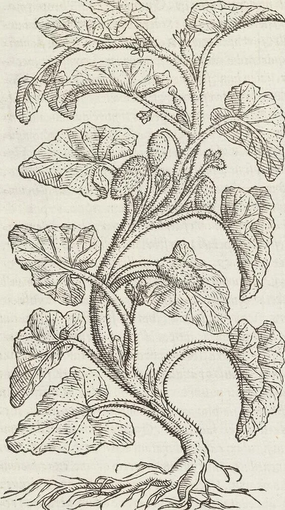 An illustration from Petri Andreae Matthioli Medici Senensis Commentarii, In Libros Sex Pedacii Dioscoridis Anazarbei, De Medica Materia: Adiectis quàm plurimis plantarum & animalium imaginibus, eodem authore, 1554, leaf 584