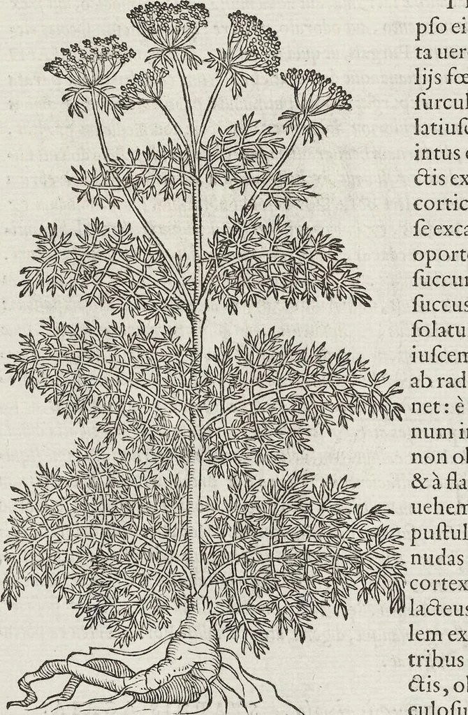An illustration from Petri Andreae Matthioli Medici Senensis Commentarii, In Libros Sex Pedacii Dioscoridis Anazarbei, De Medica Materia: Adiectis quàm plurimis plantarum & animalium imaginibus, eodem authore, 1554, leaf 586
