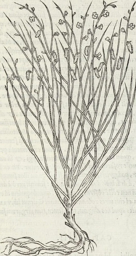 An illustration from Petri Andreae Matthioli Medici Senensis Commentarii, In Libros Sex Pedacii Dioscoridis Anazarbei, De Medica Materia: Adiectis quàm plurimis plantarum & animalium imaginibus, eodem authore, 1554, leaf 587