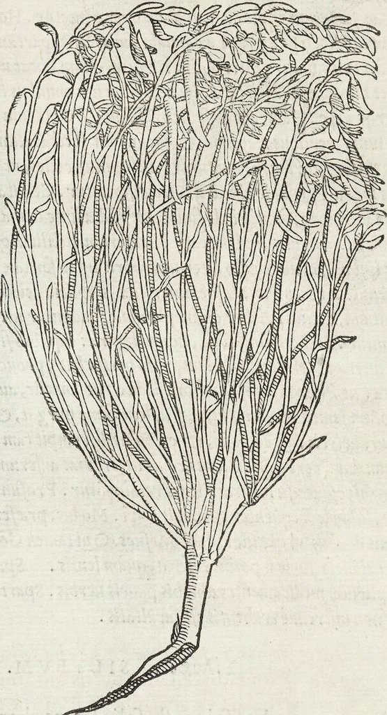 An illustration from Petri Andreae Matthioli Medici Senensis Commentarii, In Libros Sex Pedacii Dioscoridis Anazarbei, De Medica Materia: Adiectis quàm plurimis plantarum & animalium imaginibus, eodem authore, 1554, leaf 587