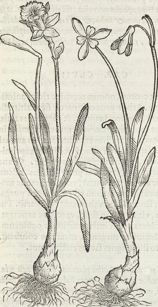 An illustration from Petri Andreae Matthioli Medici Senensis Commentarii, In Libros Sex Pedacii Dioscoridis Anazarbei, De Medica Materia: Adiectis quàm plurimis plantarum & animalium imaginibus, eodem authore, 1554, leaf 591