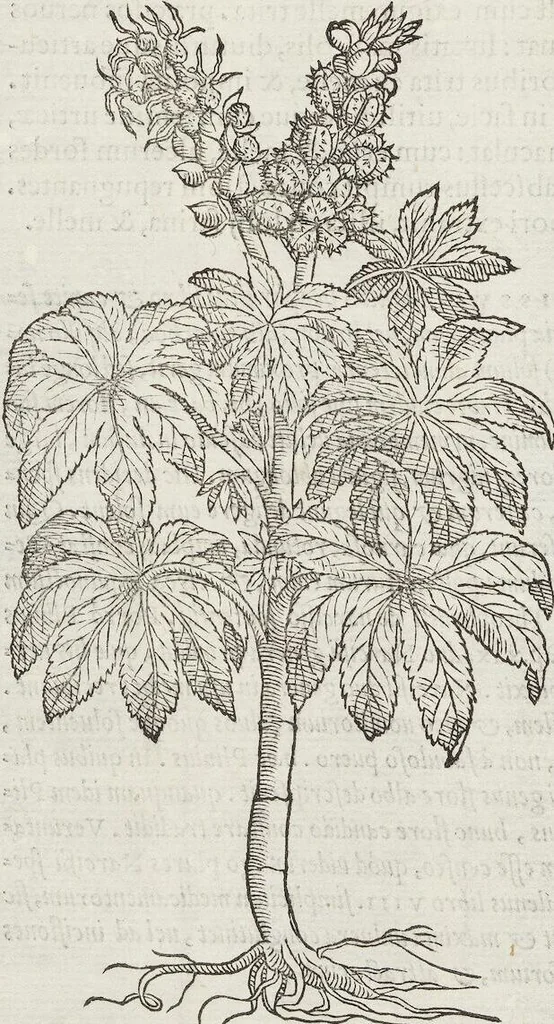 An illustration from Petri Andreae Matthioli Medici Senensis Commentarii, In Libros Sex Pedacii Dioscoridis Anazarbei, De Medica Materia: Adiectis quàm plurimis plantarum & animalium imaginibus, eodem authore, 1554, leaf 592