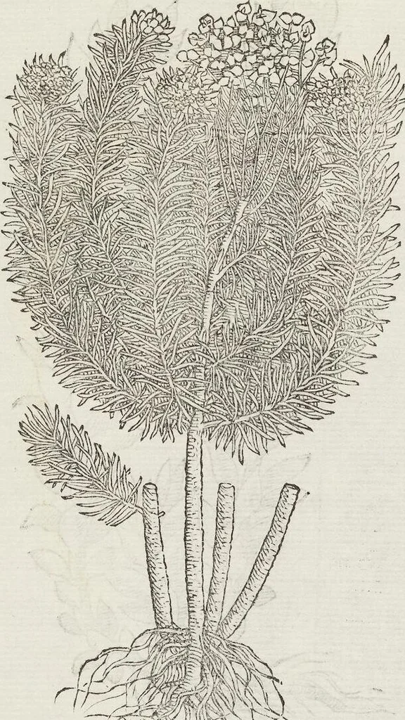 An illustration from Petri Andreae Matthioli Medici Senensis Commentarii, In Libros Sex Pedacii Dioscoridis Anazarbei, De Medica Materia: Adiectis quàm plurimis plantarum & animalium imaginibus, eodem authore, 1554, leaf 594