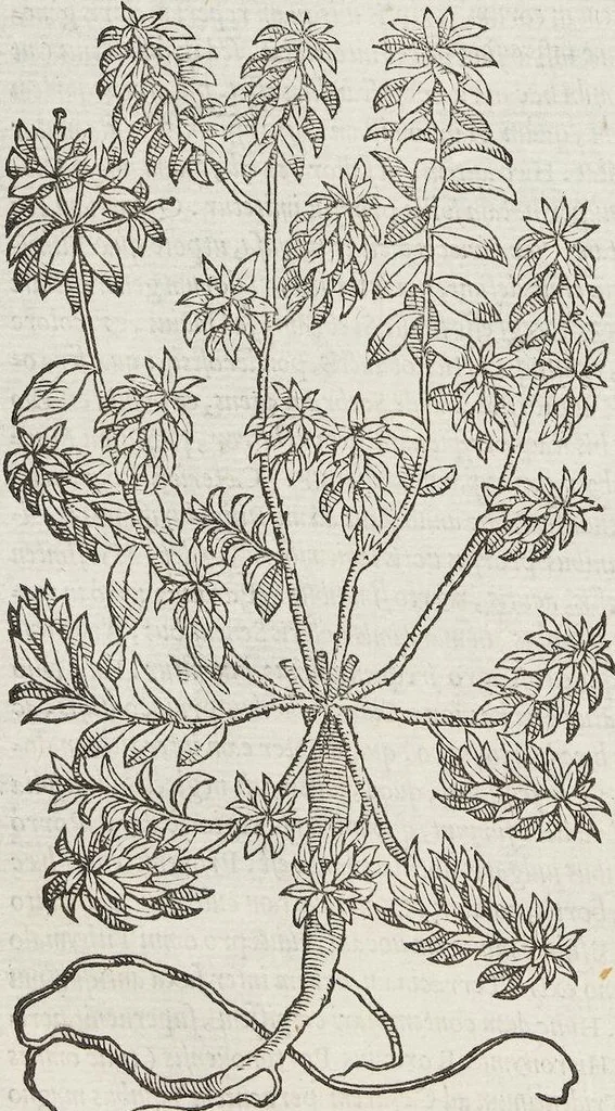 An illustration from Petri Andreae Matthioli Medici Senensis Commentarii, In Libros Sex Pedacii Dioscoridis Anazarbei, De Medica Materia: Adiectis quàm plurimis plantarum & animalium imaginibus, eodem authore, 1554, leaf 596