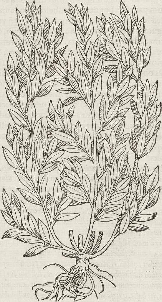 An illustration from Petri Andreae Matthioli Medici Senensis Commentarii, In Libros Sex Pedacii Dioscoridis Anazarbei, De Medica Materia: Adiectis quàm plurimis plantarum & animalium imaginibus, eodem authore, 1554, leaf 600