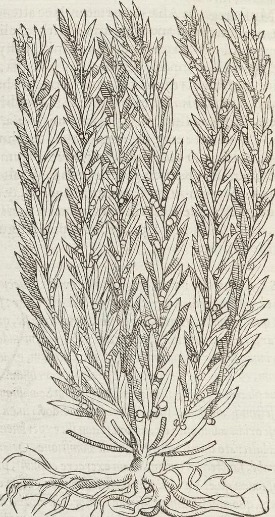An illustration from Petri Andreae Matthioli Medici Senensis Commentarii, In Libros Sex Pedacii Dioscoridis Anazarbei, De Medica Materia: Adiectis quàm plurimis plantarum & animalium imaginibus, eodem authore, 1554, leaf 600