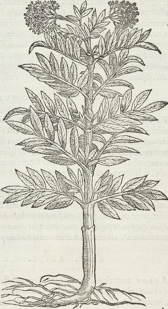 An illustration from Petri Andreae Matthioli Medici Senensis Commentarii, In Libros Sex Pedacii Dioscoridis Anazarbei, De Medica Materia: Adiectis quàm plurimis plantarum & animalium imaginibus, eodem authore, 1554, leaf 601